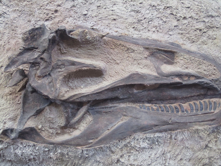 Dinosaur Fossil photo